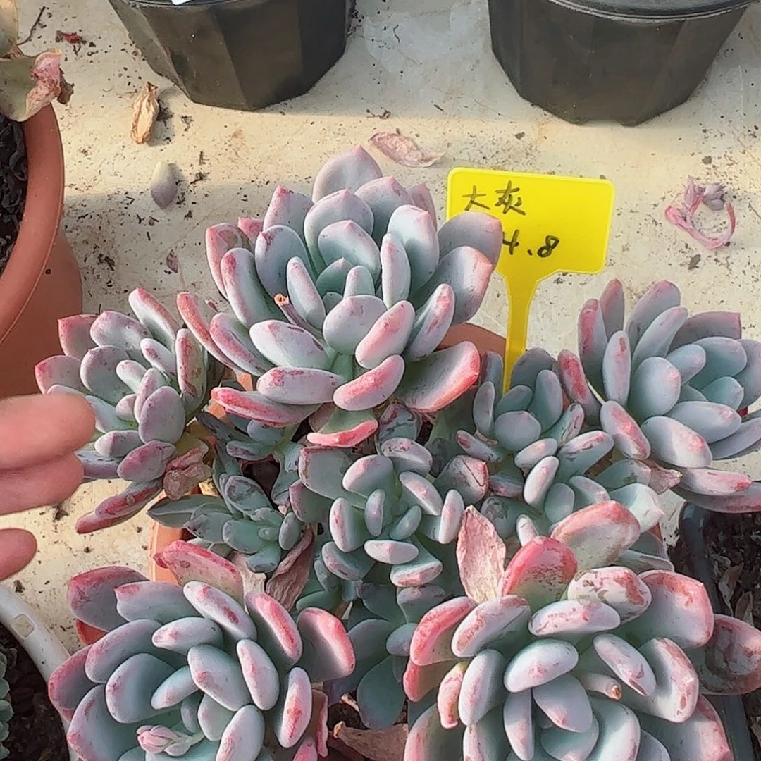 灰姑娘六头起大盆