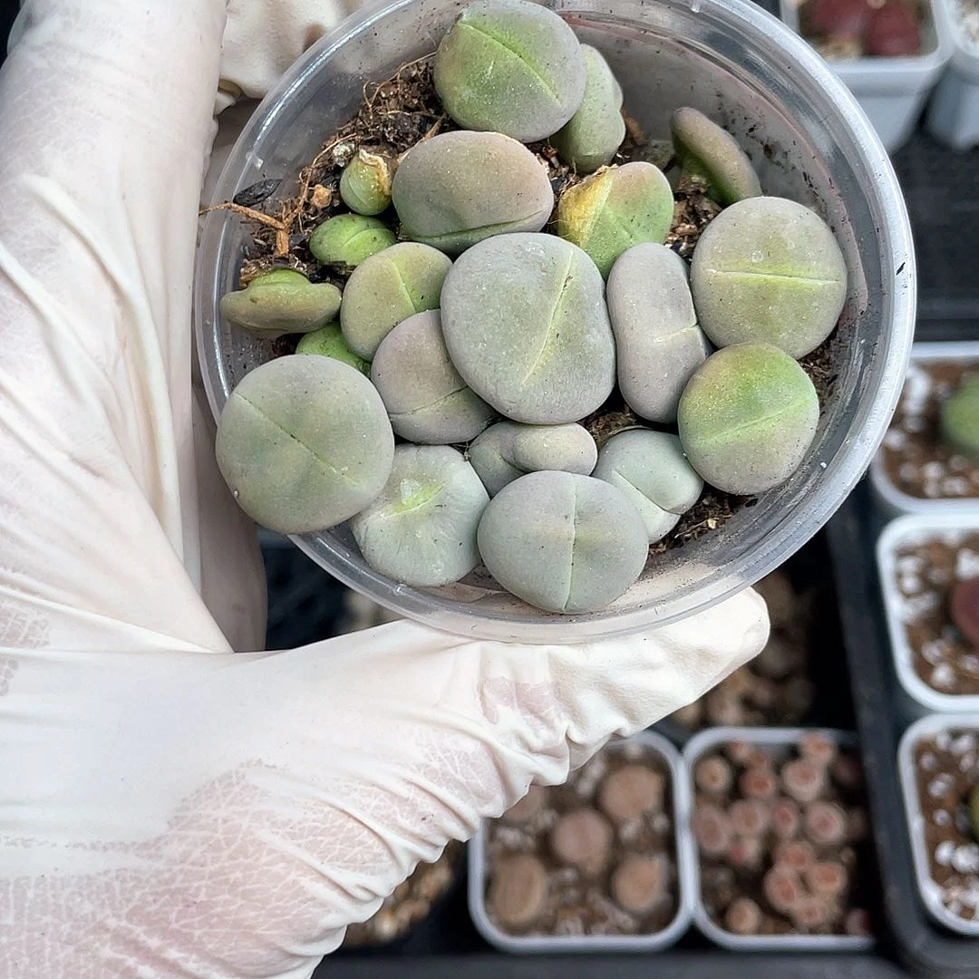 2628大棚清仓甩卖了