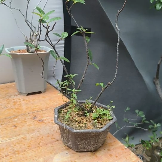 李***春无花朵海岛春花