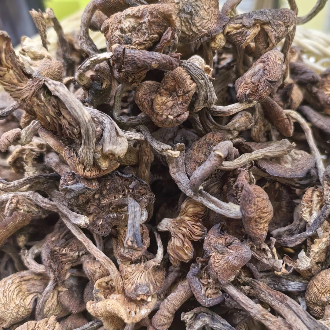 东北榛蘑山上自采自晒干货无根小鸡炖蘑菇营250克