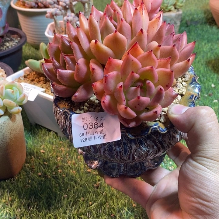 0364啊啊啊啊啊啊啊啊啊啊
