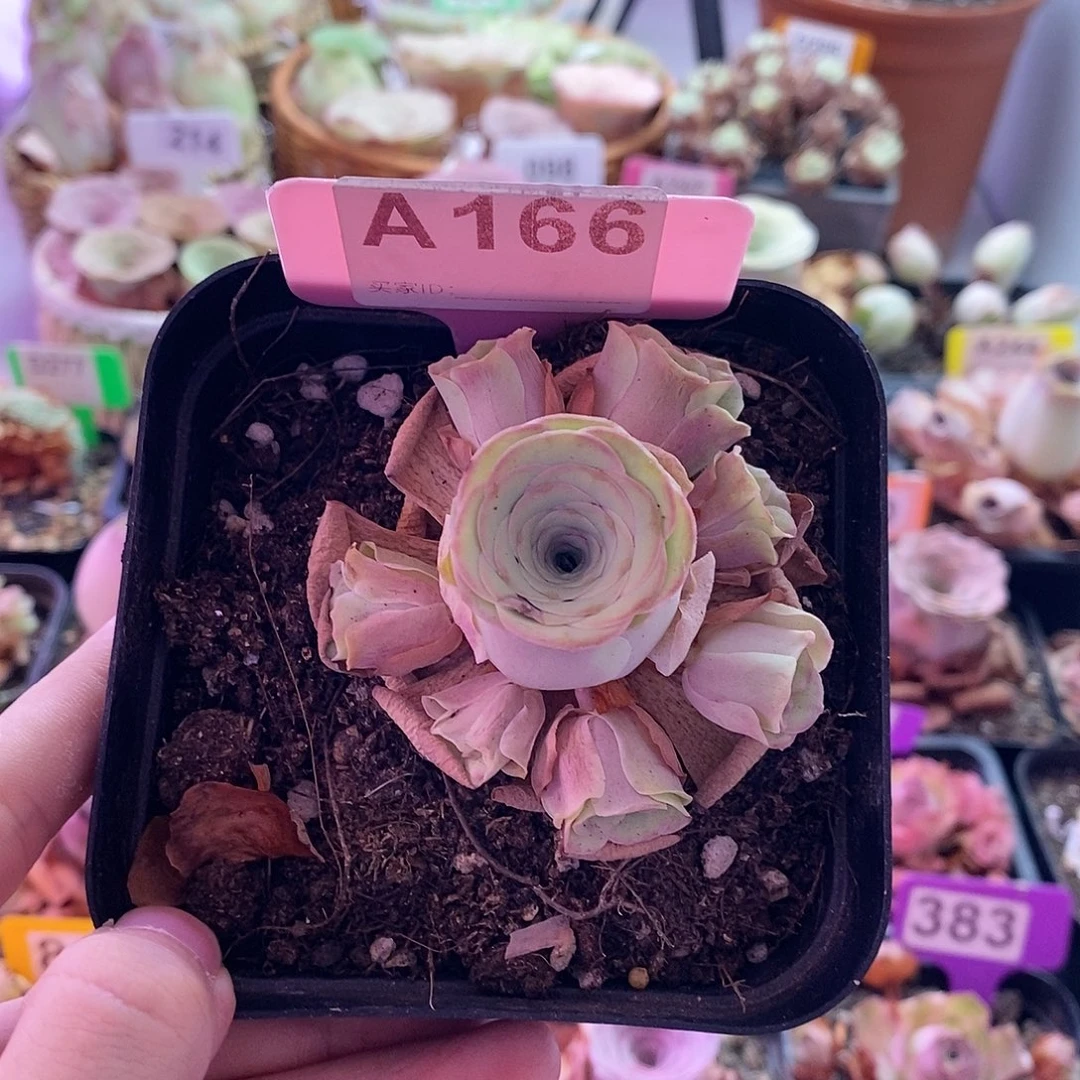 山地玫瑰一物一拍小玉166