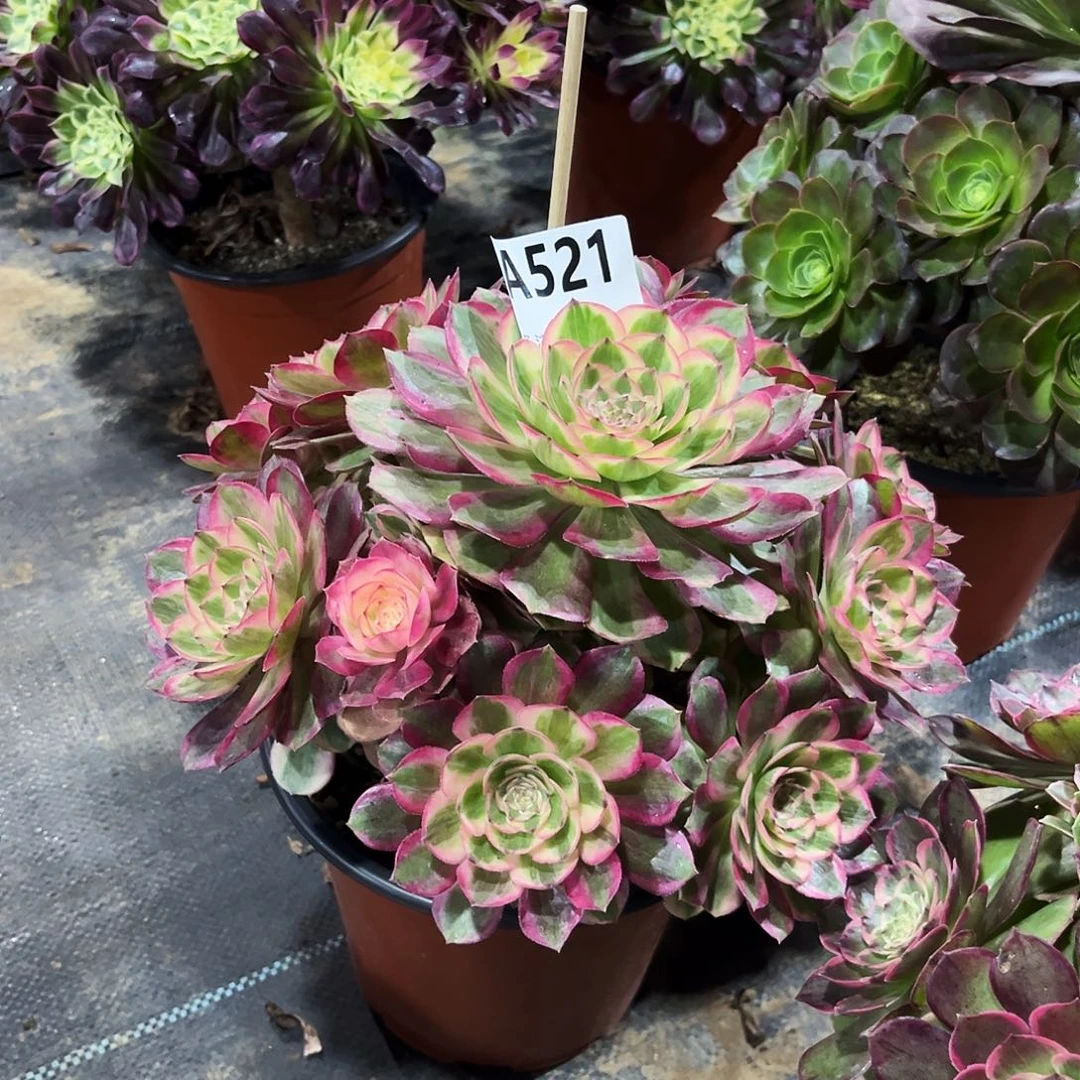 多肉植物云荷521多肉