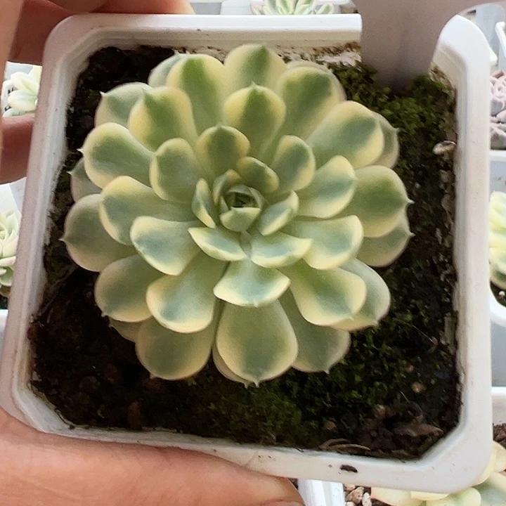 1172号梦幻玫瑰锦多肉