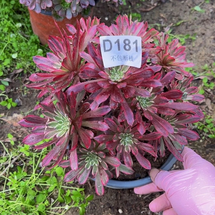 181红胭脂多肉法师不包断枝