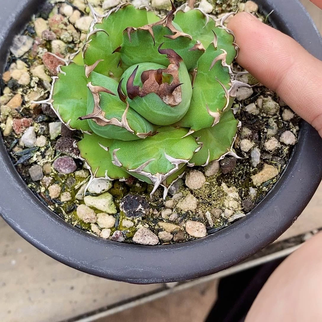 多肉植物龙蛇兰植物