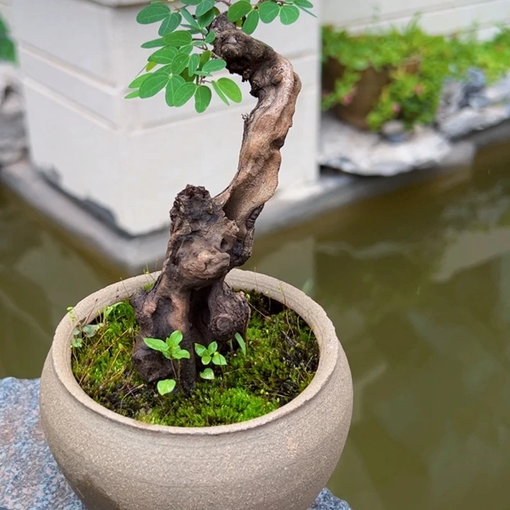明***我无花朵云南小叶金丝红木