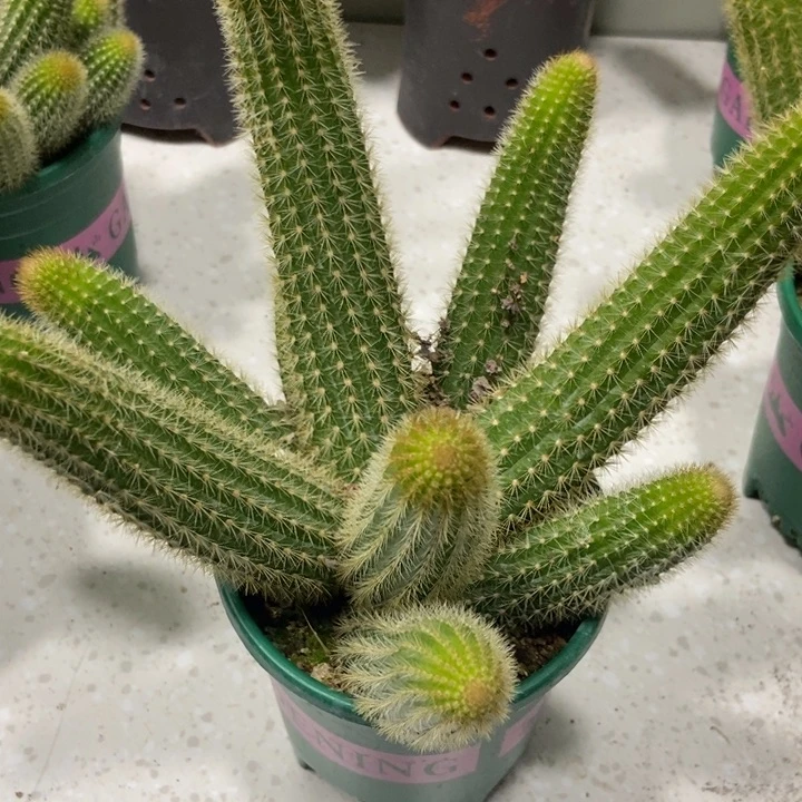 妮*仙人球双色金妞九头