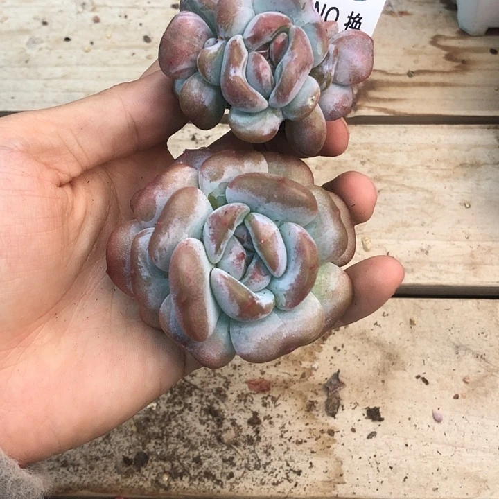 星影石榴籽福利出咯 106