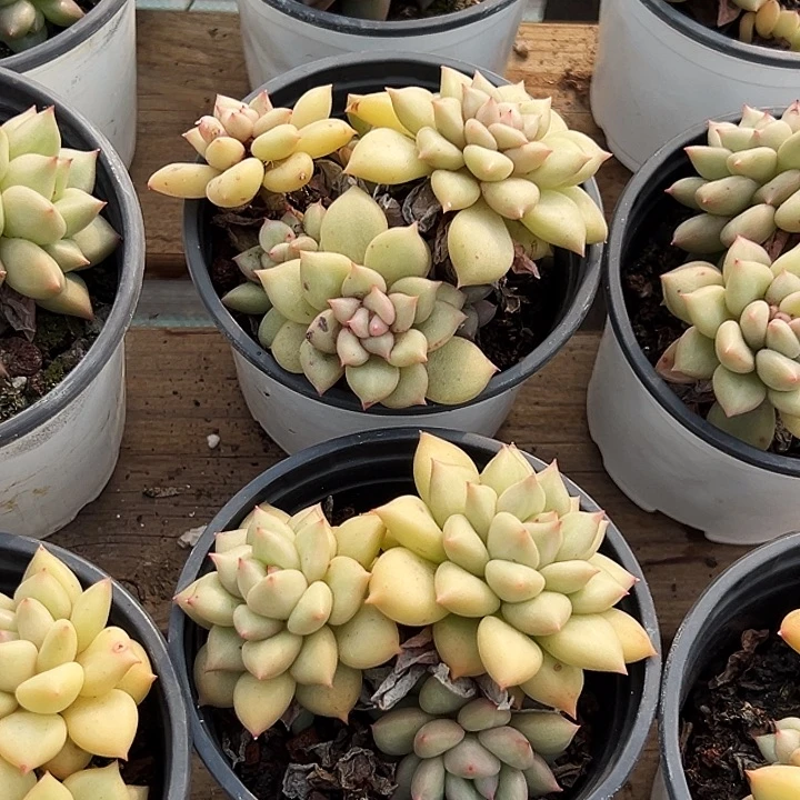 原始象牙群  福利