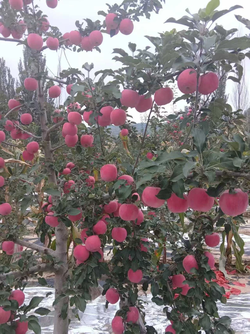 静宁山娃红富士，首播农村福利尝鲜苹果大苹果家庭装苹果派阿姨