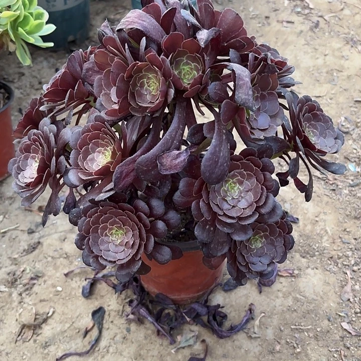 多肉植物黑暗萝莉1