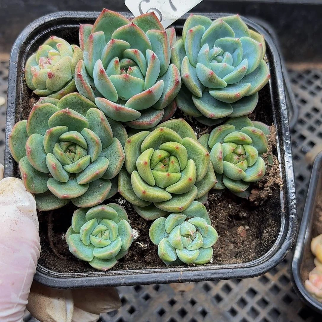 多肉植物多肉植物67