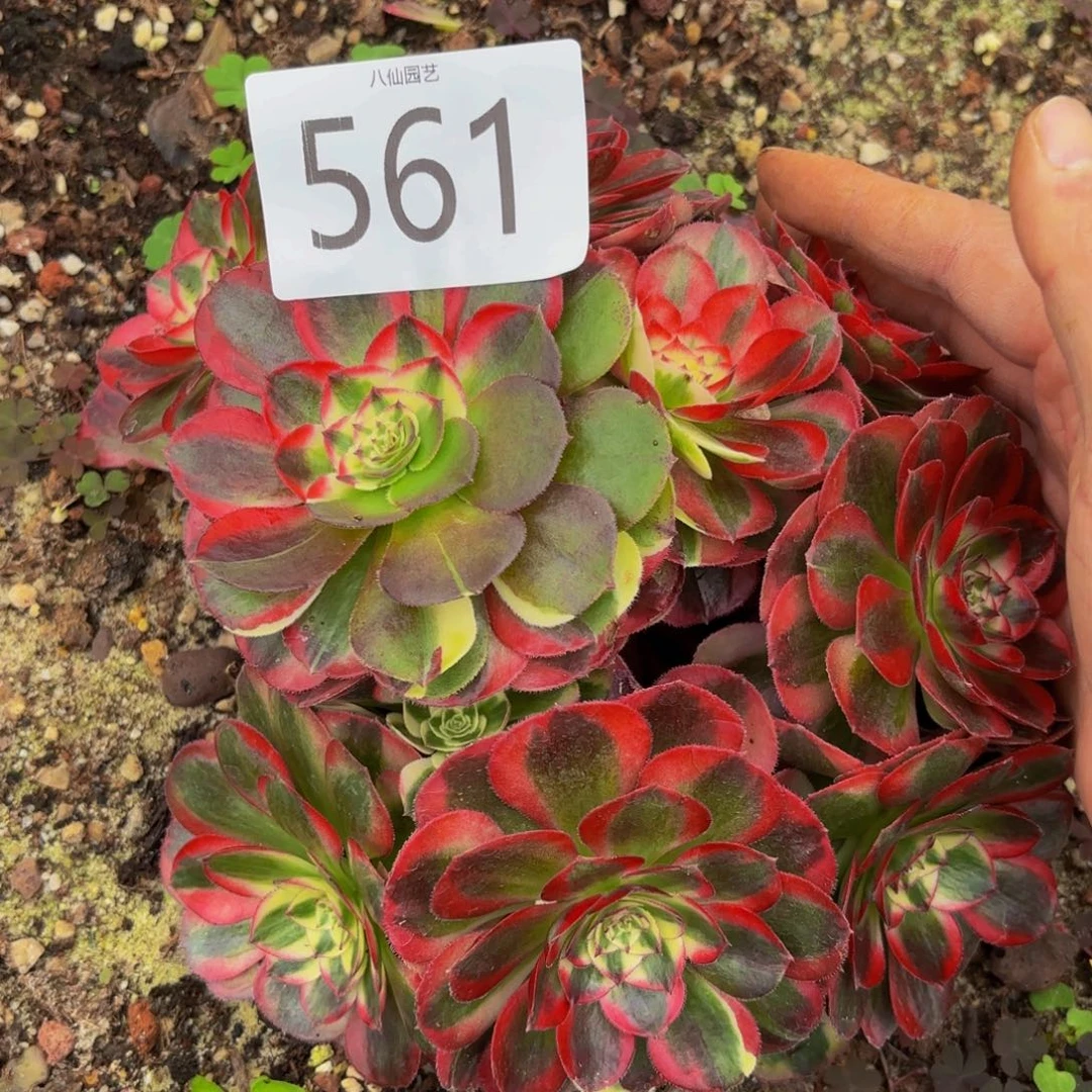 561多肉植物鸿运特价