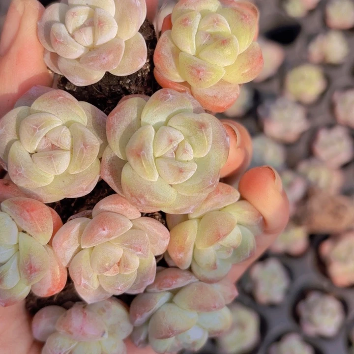 熊猫脸冰玉50颗一组