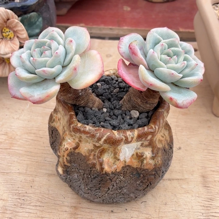多肉植物 泡芙一物一拍-4