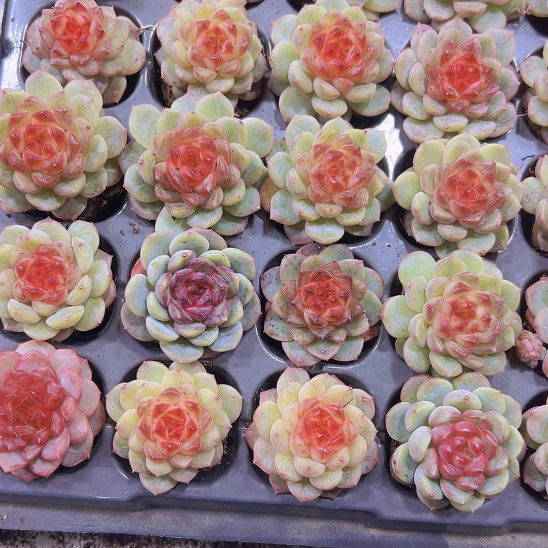 特特珍妮2个19包邮