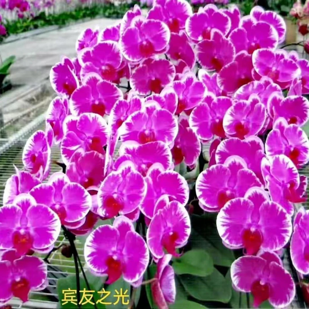 【宾友之光】3.5寸蝴蝶兰大苗春节开花