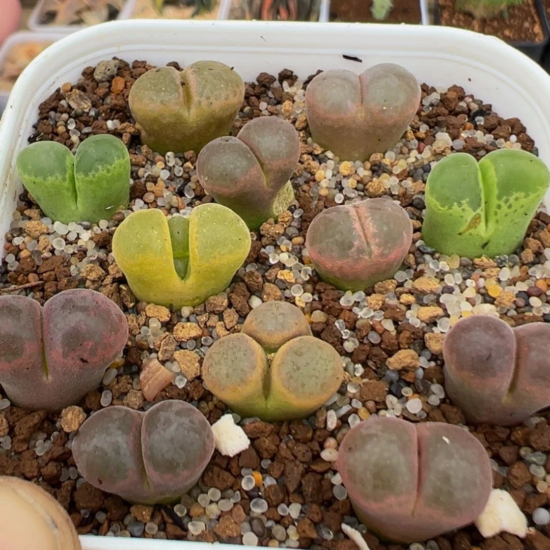 17多肉植物百科植物