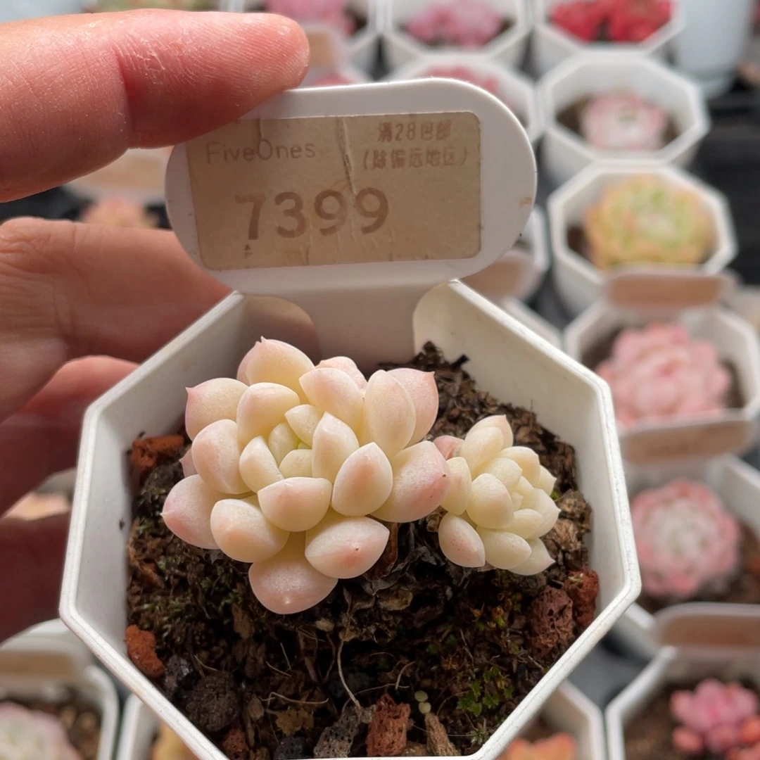 白雪7399-4.5厘米