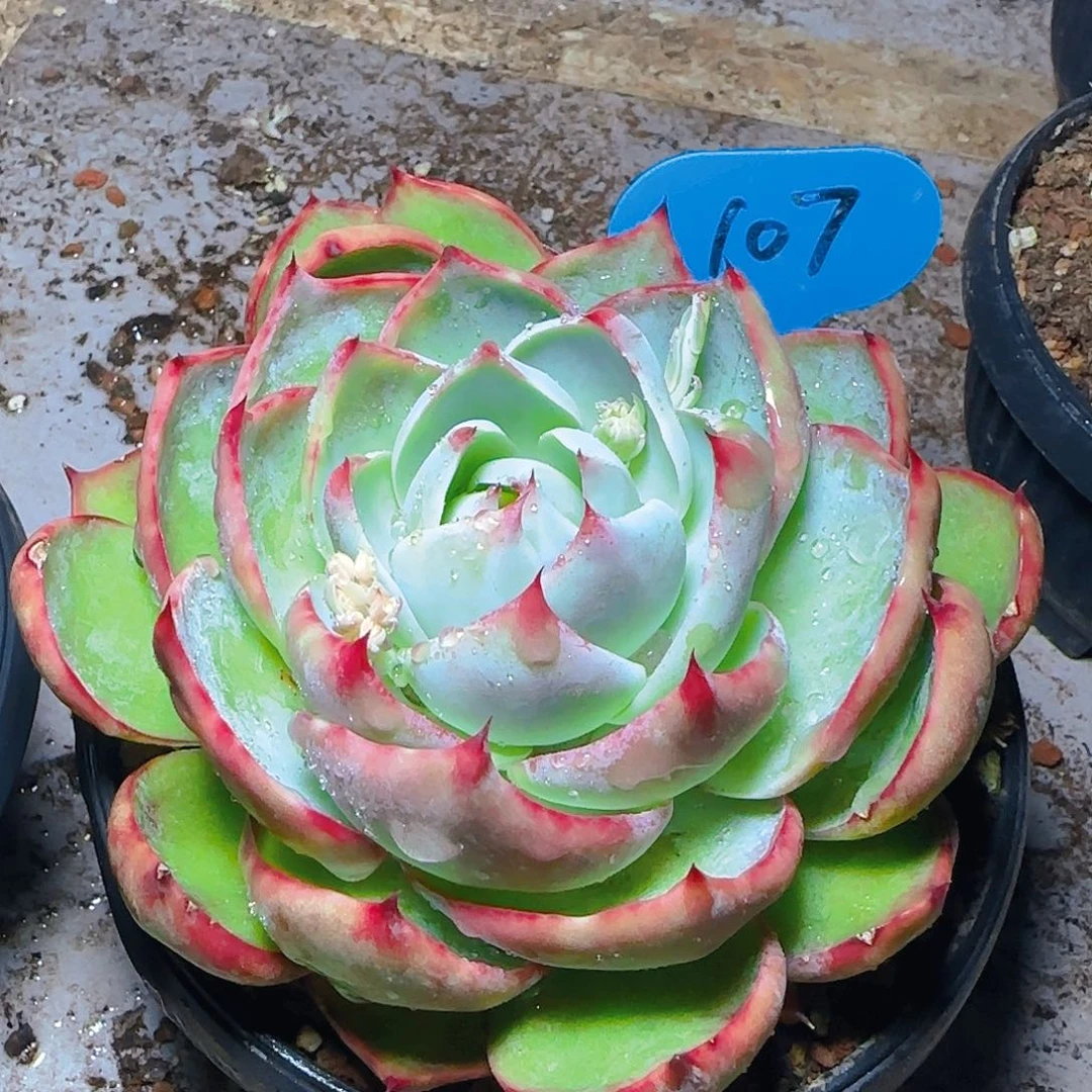 惊鸿仙子一物一拍107号