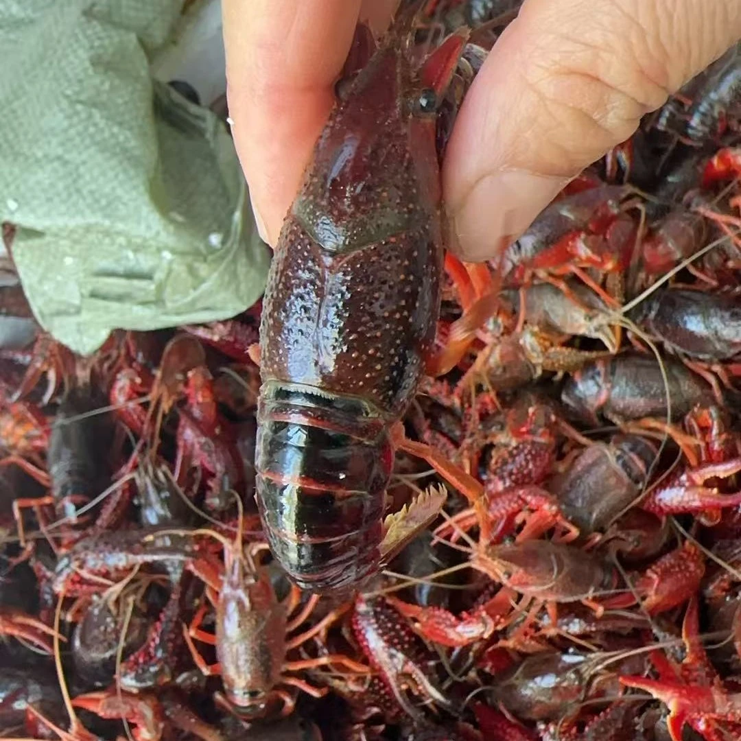 小时达【小龙虾】3斤装（每斤15只左右）精品