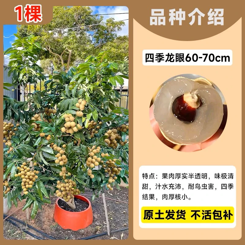 广西特大龙眼树苖四季龙眼树苗边开花边结果好种活不用怎么管理