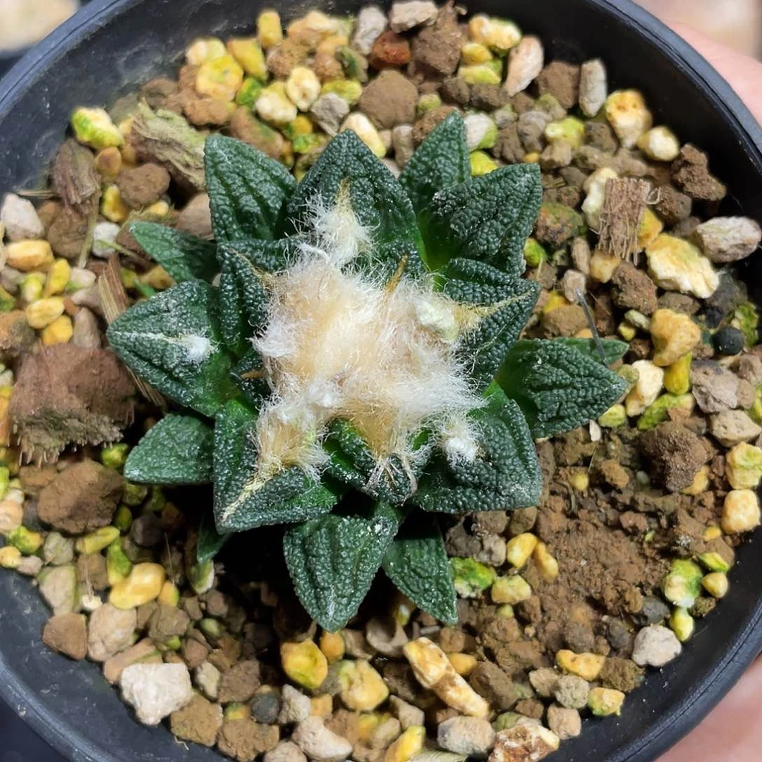 辛顿牡丹包邮带盆