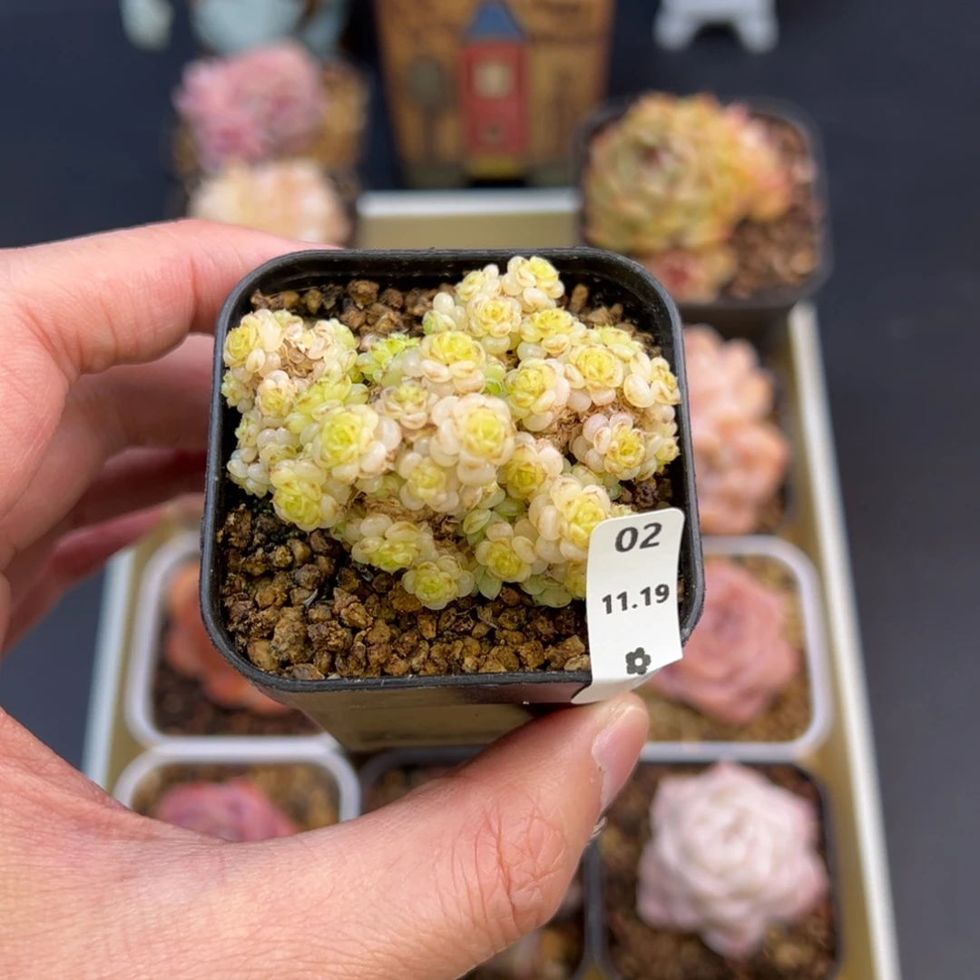 虞姬02、哈哈哈哈哈