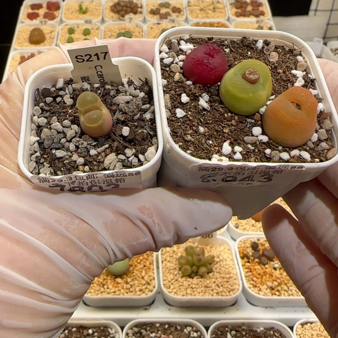 熊*熊肉锥多肉植物百科31-1335