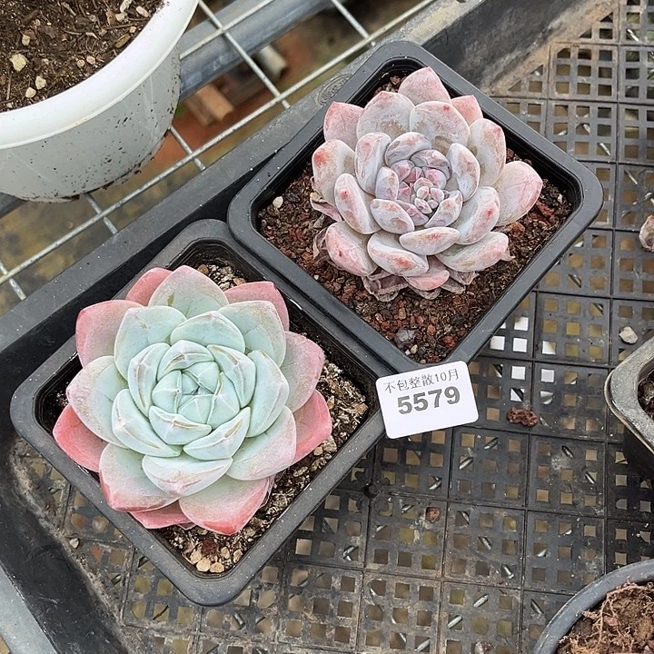 阿雅园艺。      5579