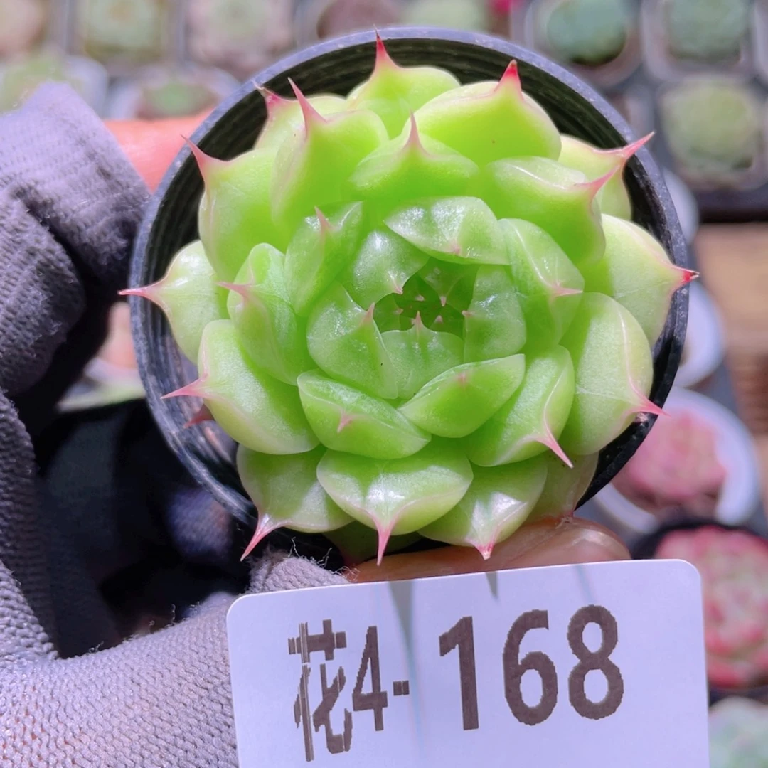 花利美4-168海王