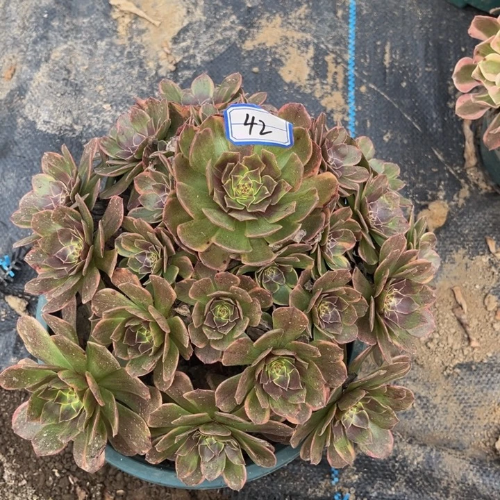 42半夏多肉植物法师