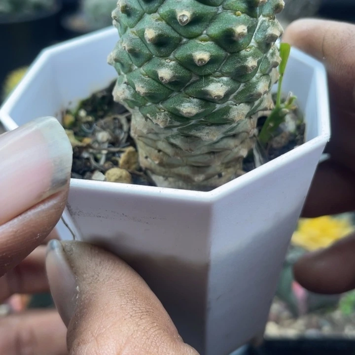 铁甲麒麟一颗包邮