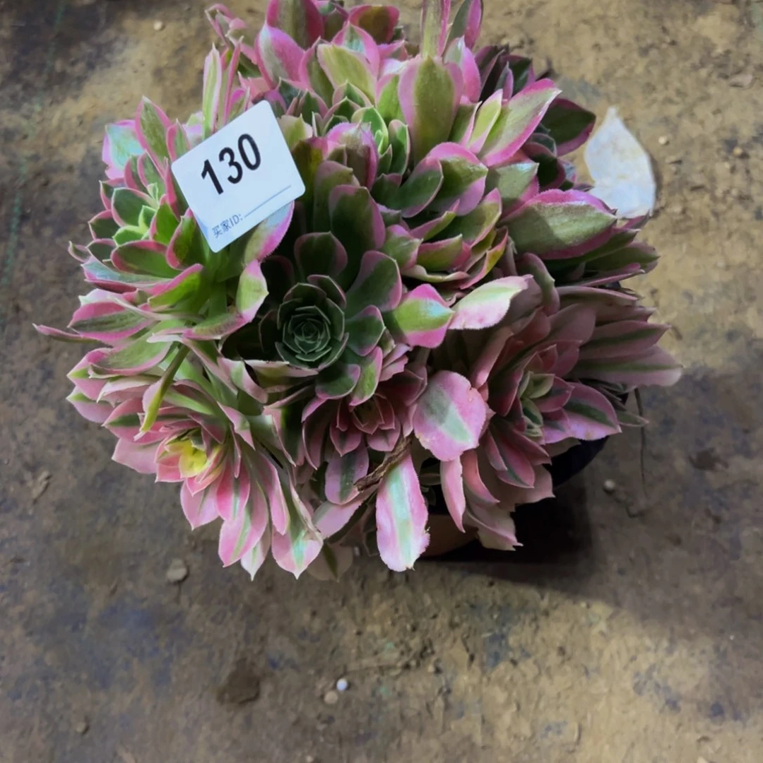 130白凤多肉植物法师