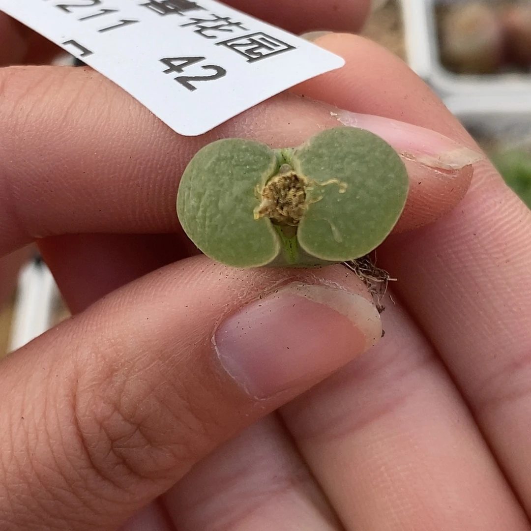 1211-42-磁铁。