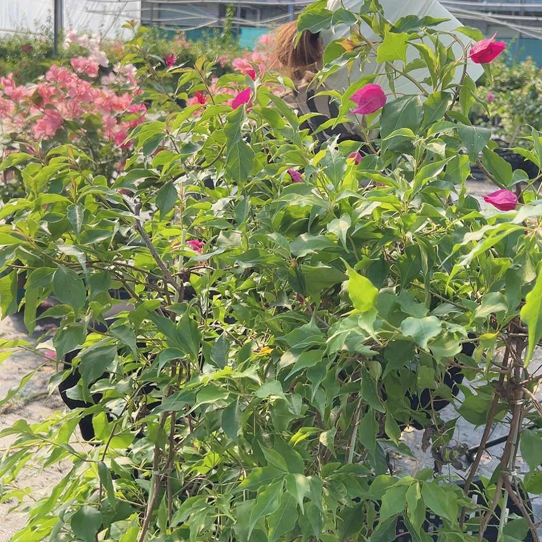 当前无花栽培后可以开花A23酒红桑巴一棵