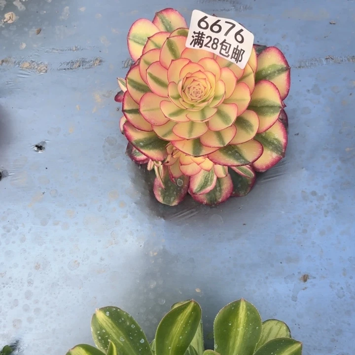 C.  6676荔枝多肉