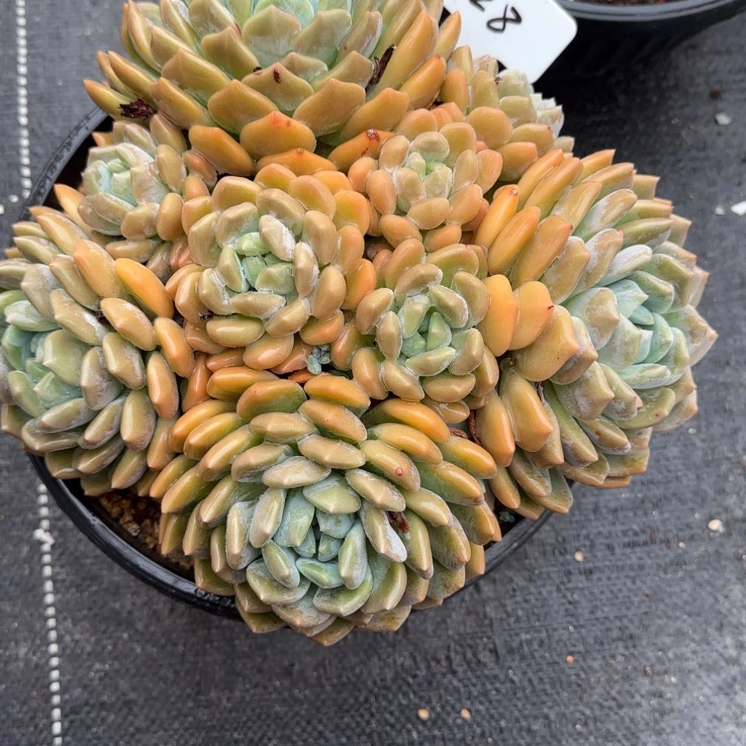 一物一拍冰橙大群128