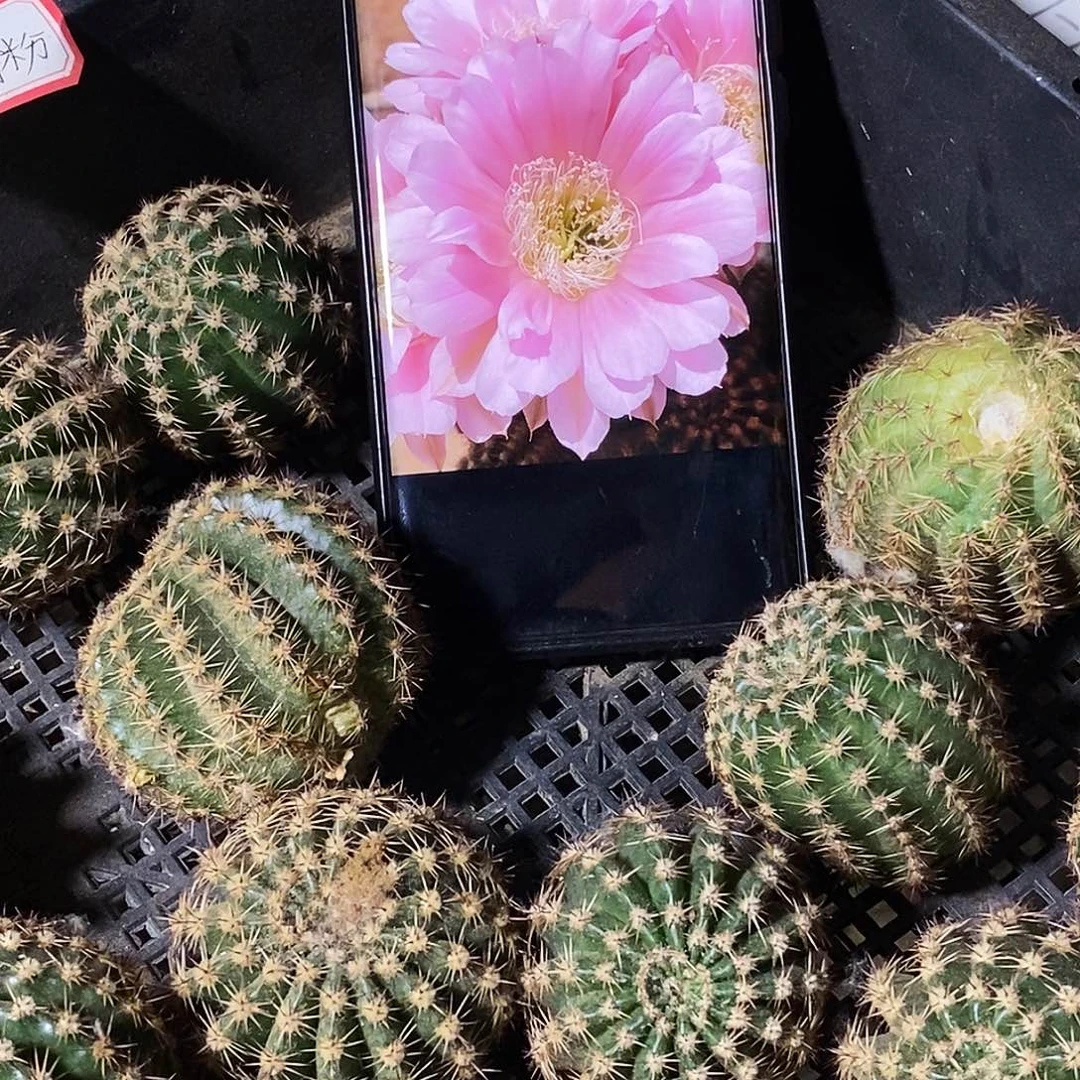 彩 粉花侧芽歪20包邮/2个