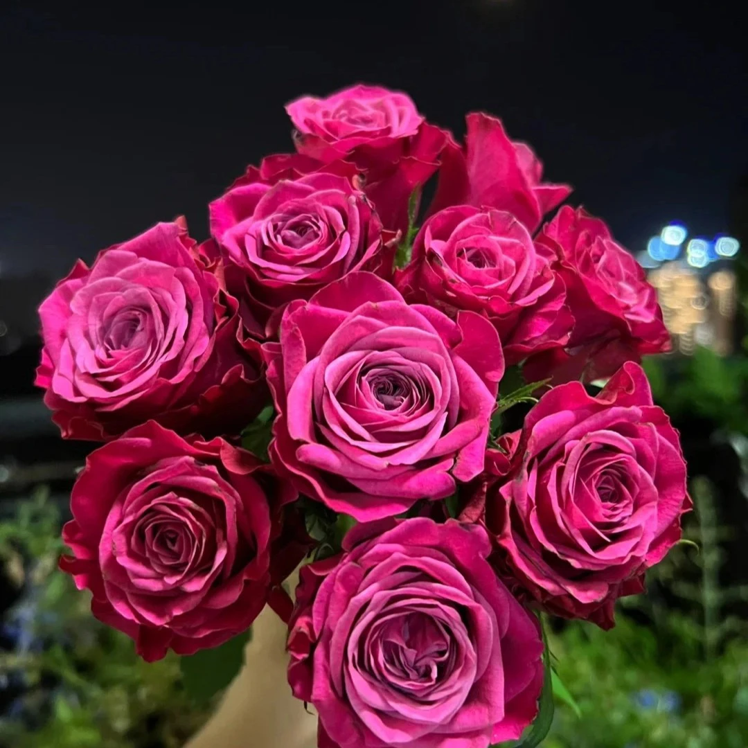 苏珊月季 澳大利亚月季 灌木大花 切花玫瑰 粉紫色/玫红色 抗病