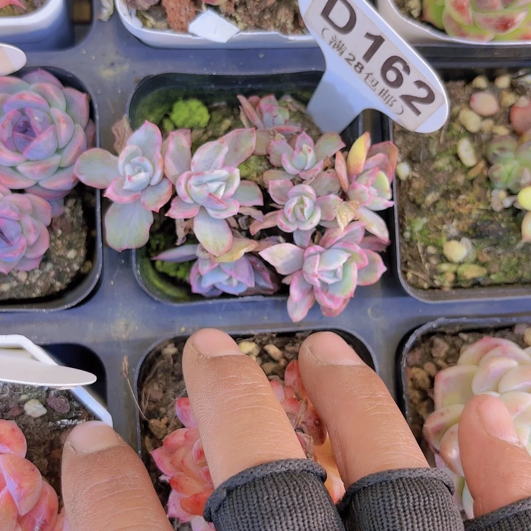 D162伯克利锦一物一拍