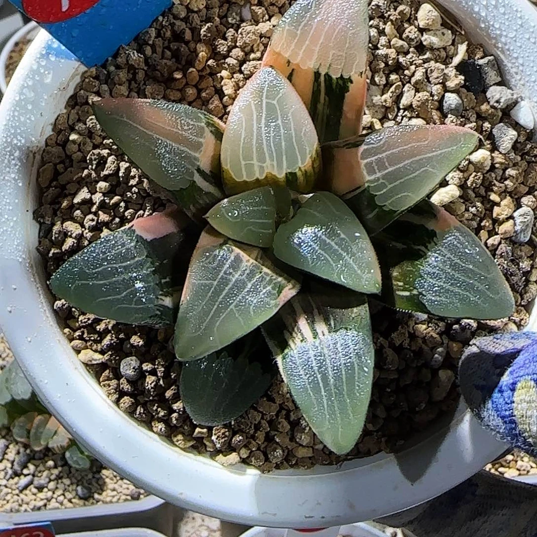 76号朱庇特克锦 8 厘米左右一物一拍带盆发货