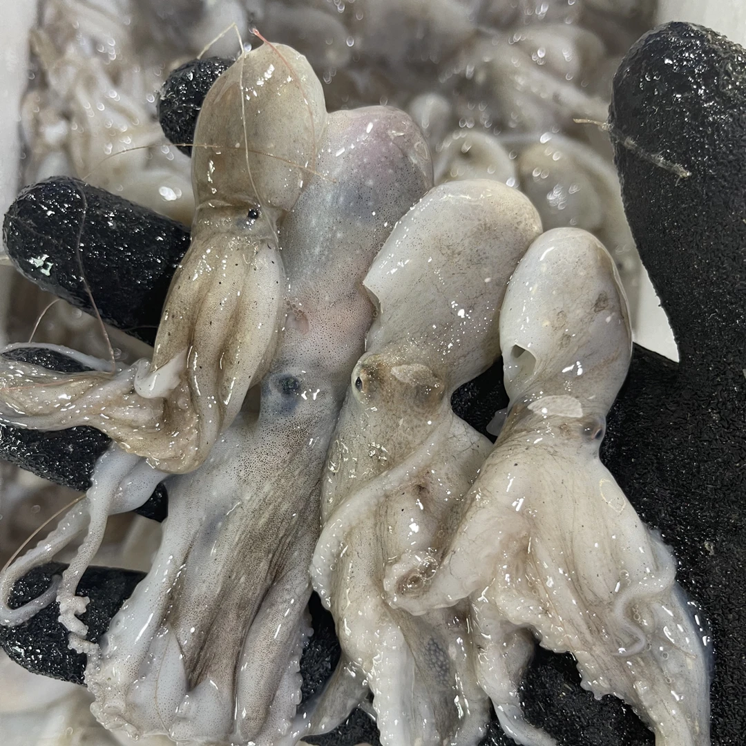 野生短腿八爪鱼 迷你小八爪桃花哨 顺丰发货
