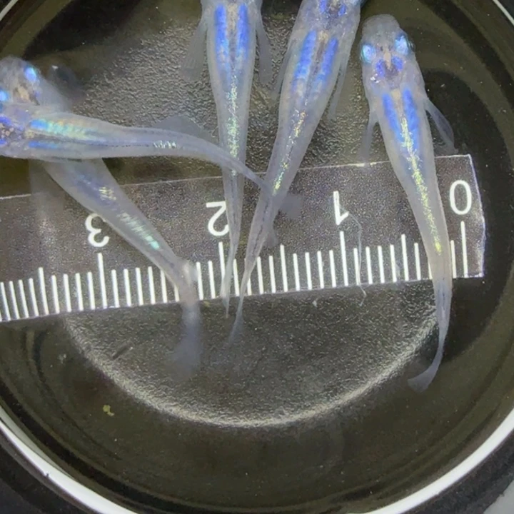 青鳉鱼水滴18号青鳉