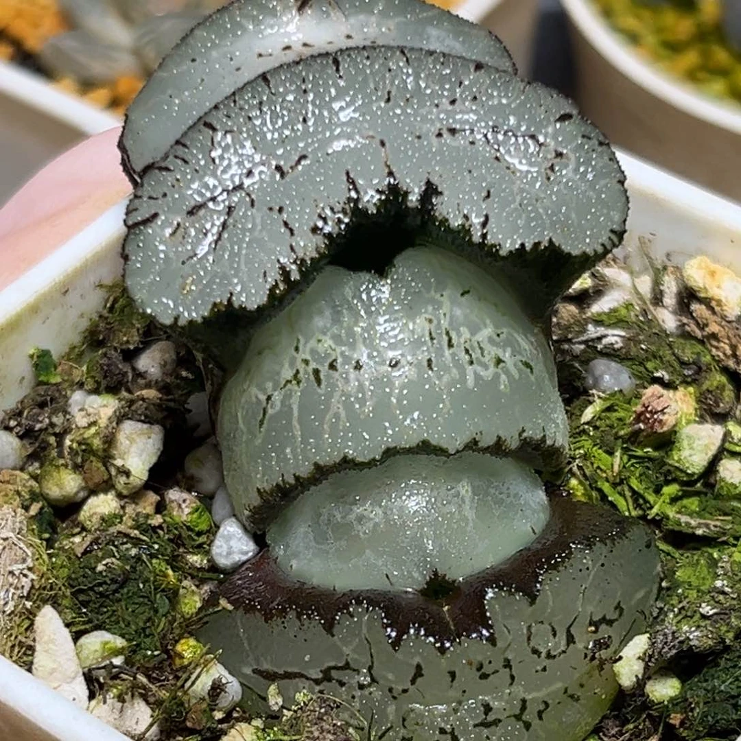 恭喜发财大吉大利0377