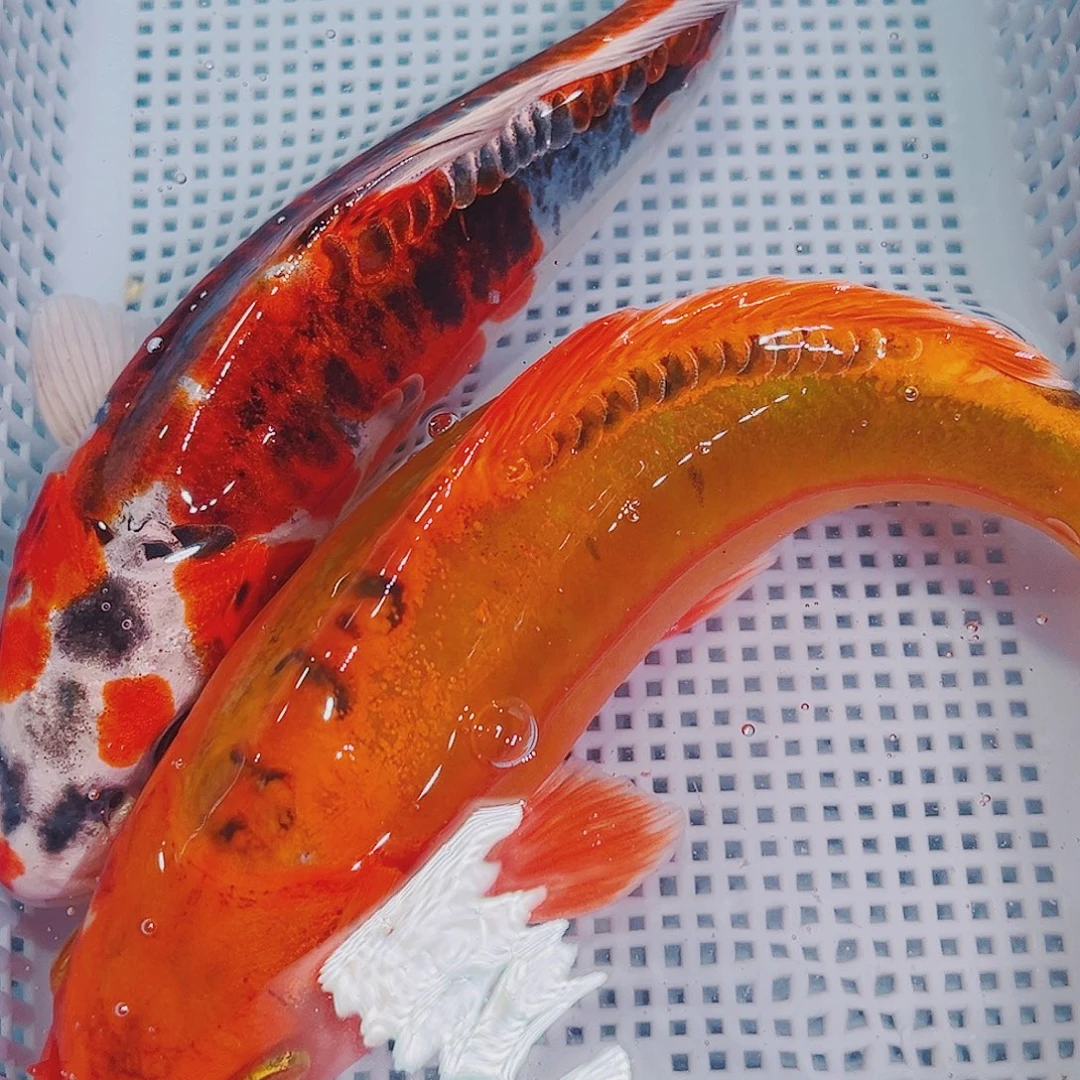 海水鱼锦鲤冷水观赏鱼138