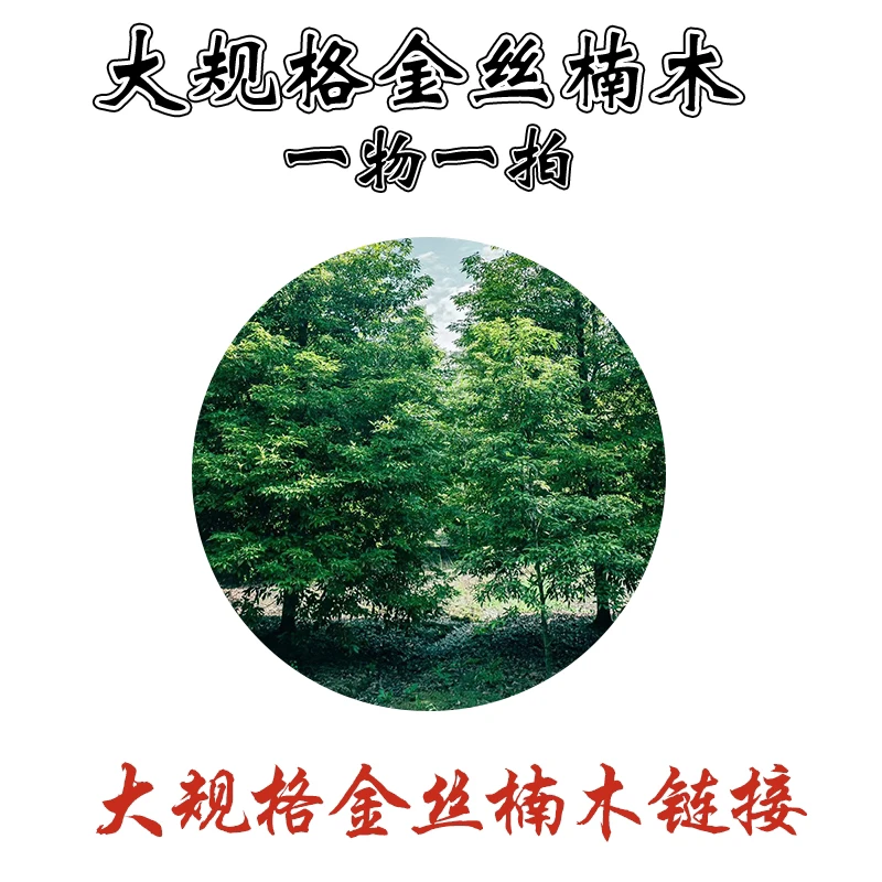 四川金丝楠木小叶帧楠大规格树苗链接