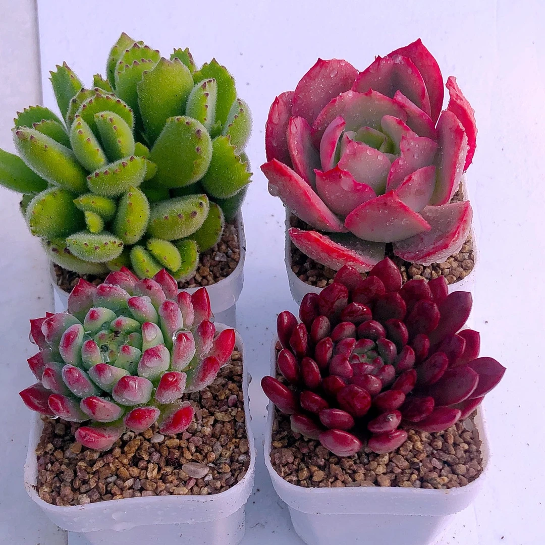 多肉植物熊童子绮罗蓝苹果红宝石送盆土50