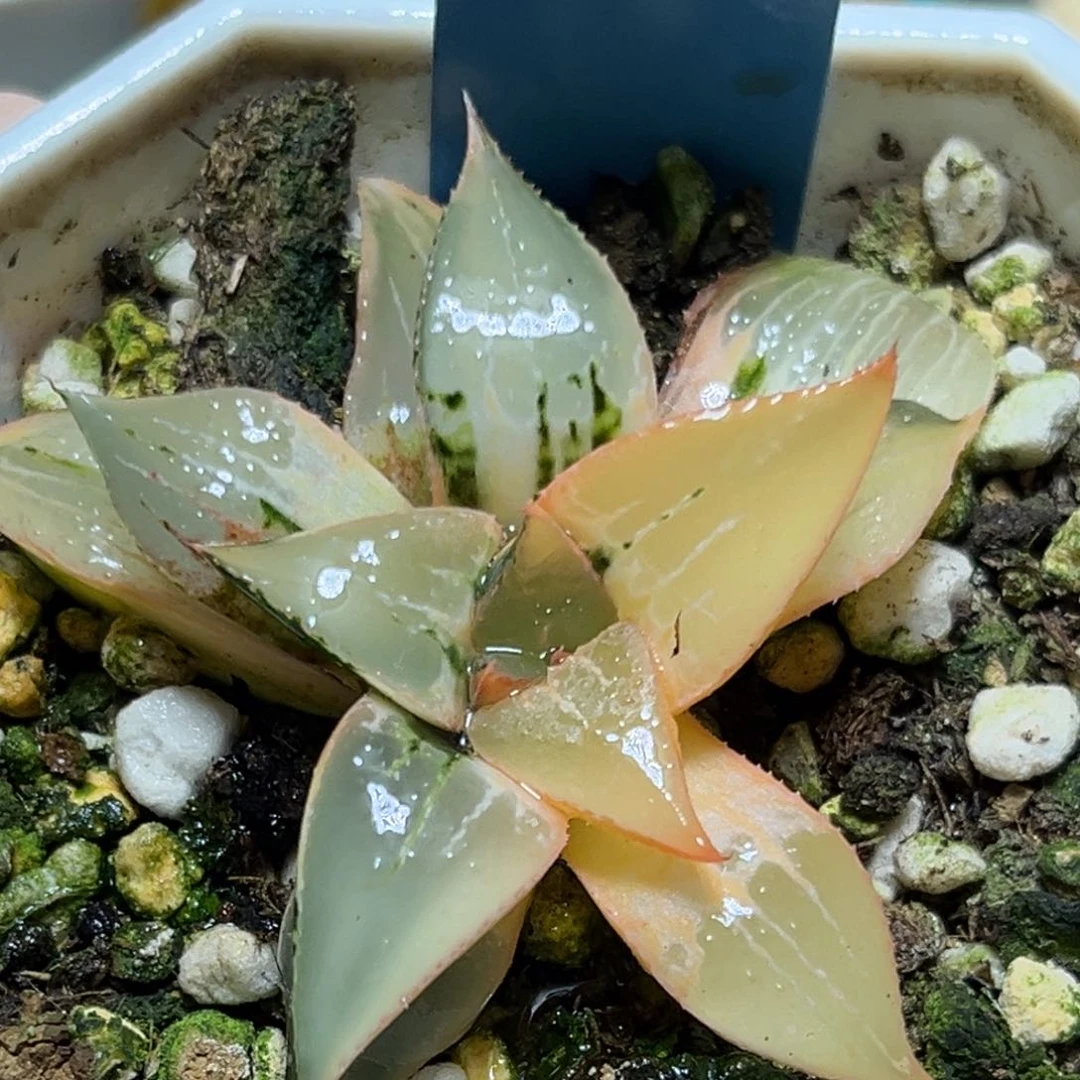 恭喜发财大吉大利980